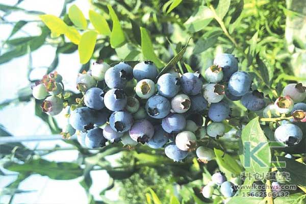 無土栽培，無土栽培技術，無土栽培設備