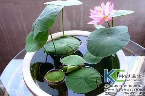 無(wú)土栽培，無(wú)土栽培技術(shù)，無(wú)土栽培設(shè)備