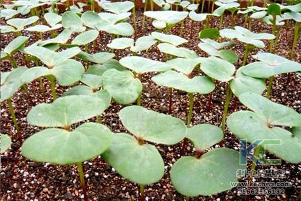 基質(zhì)栽培，無土栽培，無土栽培技術(shù)