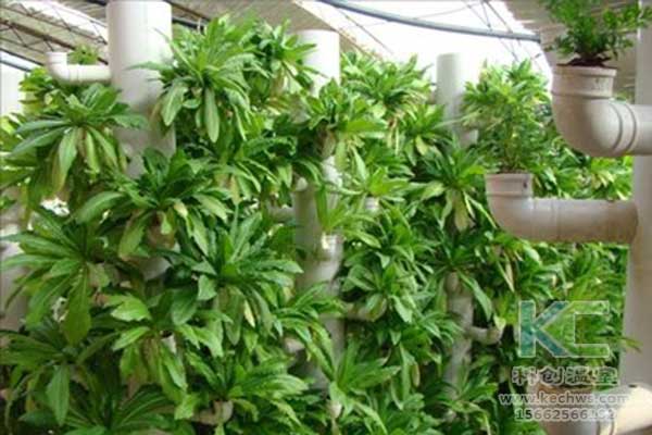 無土栽培，無土栽培技術，無土栽培設備