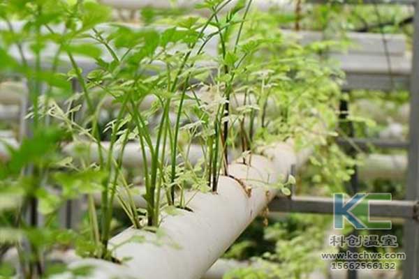 無土栽培，無土栽培技術(shù)，無土栽培設(shè)備