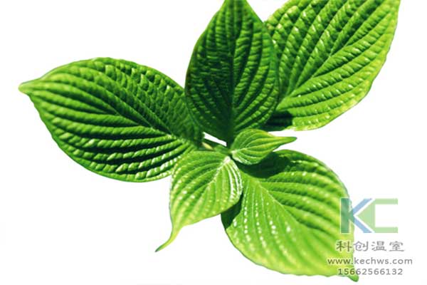 無土栽培，無土栽培技術，無土栽培設備