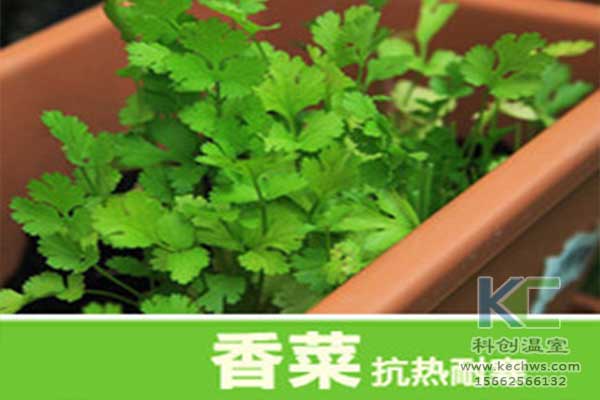 無土栽培，無土栽培技術，無土栽培設備