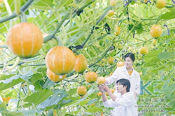 無土栽培，無土栽培技術(shù)，無土栽培設(shè)備