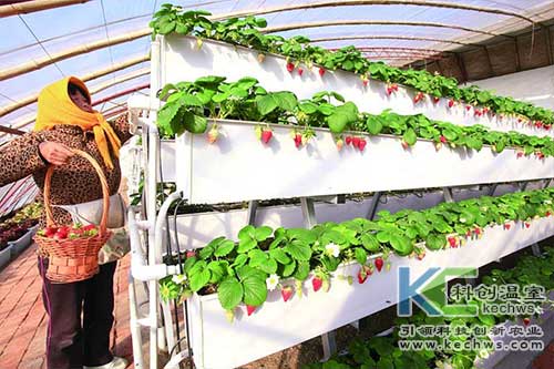 無土栽培，無土栽培技術(shù)，無土栽培設(shè)備