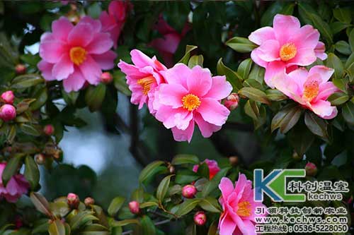 無土栽培，無土栽培技術，無土栽培設備