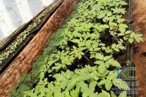 無土栽培，無土栽培技術(shù)，無土栽培設(shè)備