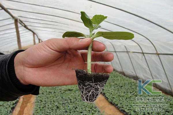 無土栽培，無土栽培技術，無土栽培設備