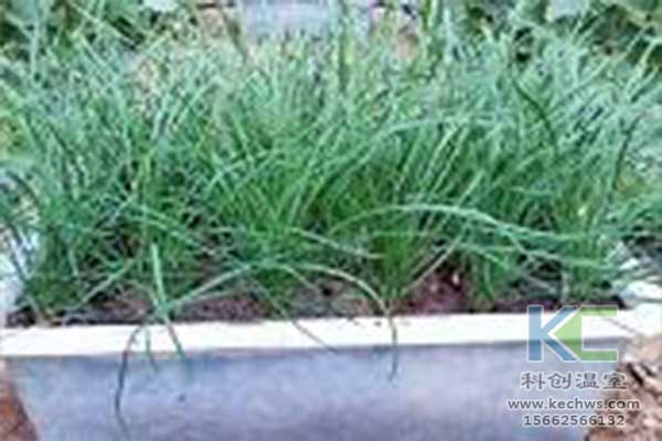 無土栽培，無土栽培技術，無土栽培設備