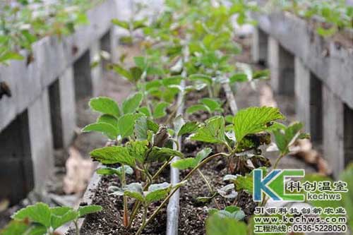 無土栽培，無土栽培技術，無土栽培設備