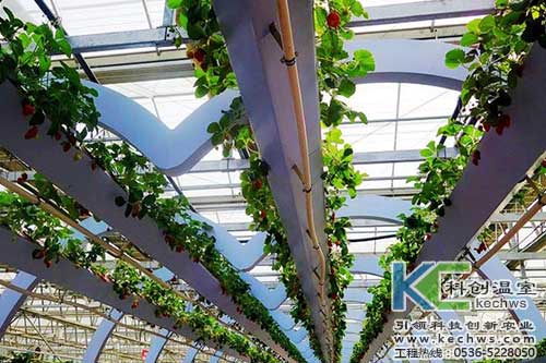 無土栽培，無土栽培技術，無土栽培設備