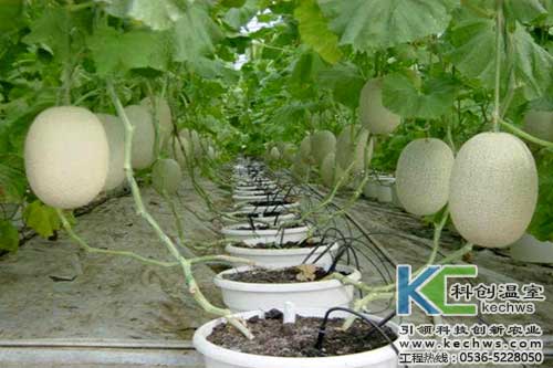 無土栽培，無土栽培技術，無土栽培設備