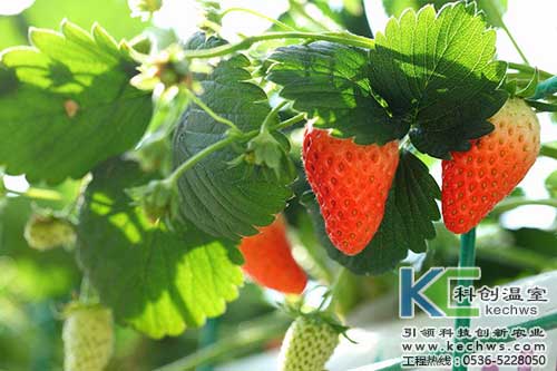 無土栽培，無土栽培技術，無土栽培設備