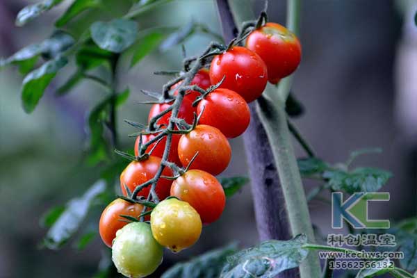 無土栽培，無土栽培技術，無土栽培設備