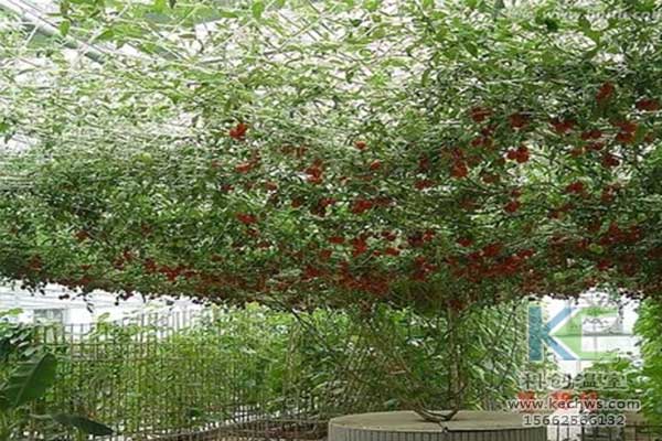 無土栽培，無土栽培技術，無土栽培設備