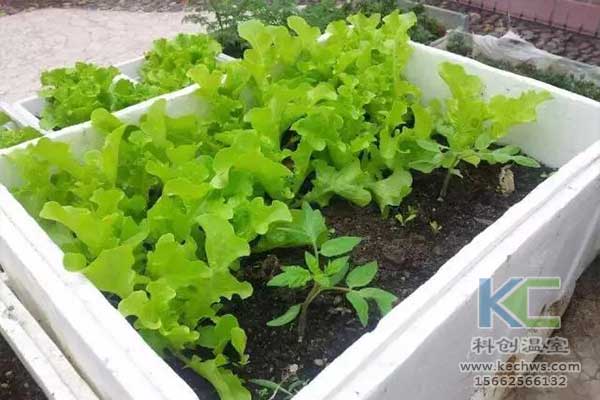 無土栽培，無土栽培技術，無土栽培設備