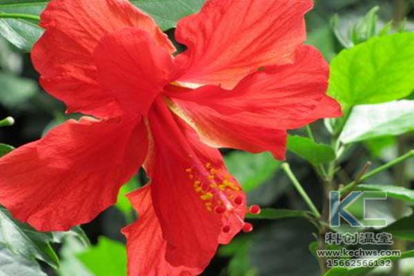 無土栽培，無土栽培技術，無土栽培設備