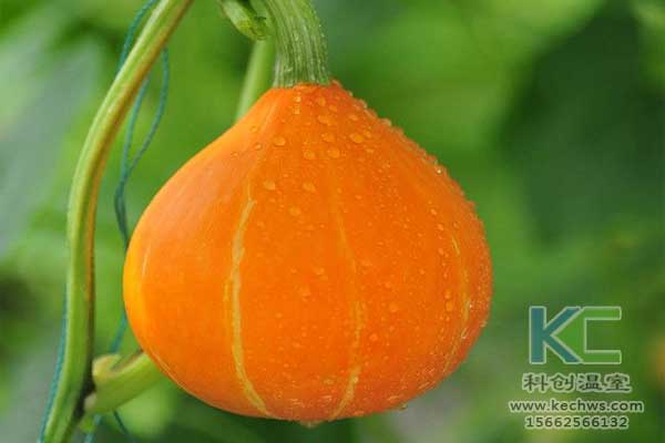 無土栽培，無土栽培技術，無土栽培設備