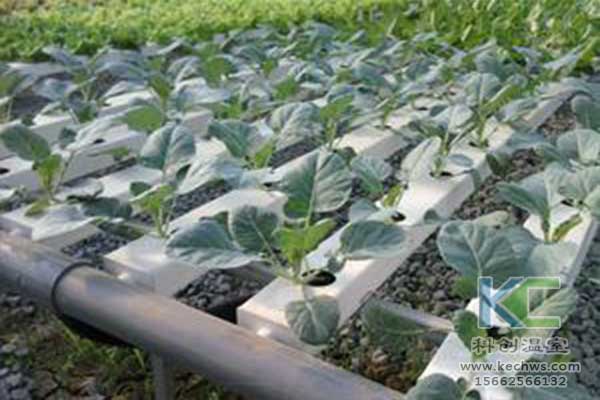 無土栽培，無土栽培技術(shù)，無土栽培設(shè)備