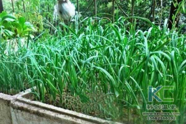 無土栽培，無土栽培技術(shù)