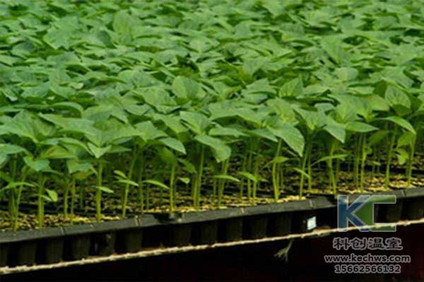 無土栽培，無土栽培技術，無土栽培設備