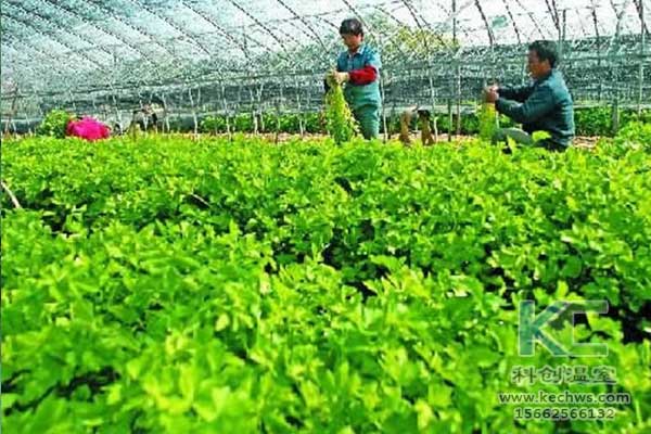 無土栽培，無土栽培技術，無土栽培設備