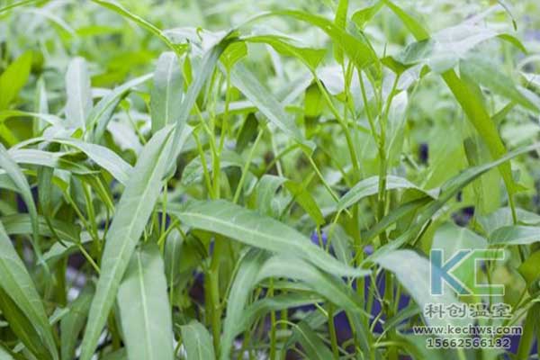 無土栽培，無土栽培技術