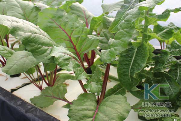 無土栽培，無土栽培技術，無土栽培設備