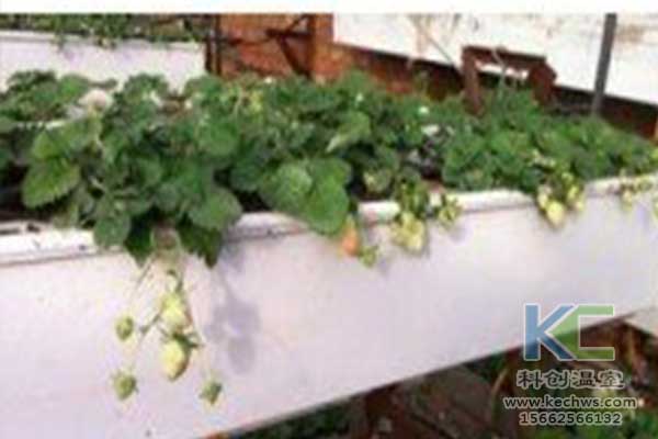 無土栽培，無土栽培技術，無土栽培設備