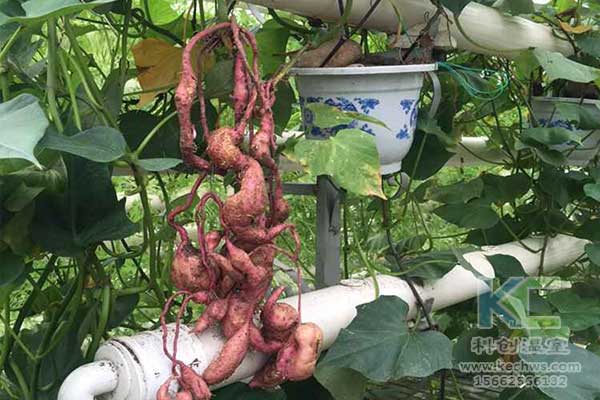 無土栽培，無土栽培技術，無土栽培設備