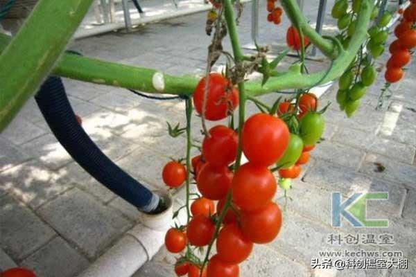 無土栽培，無土栽培技術，無土栽培設備