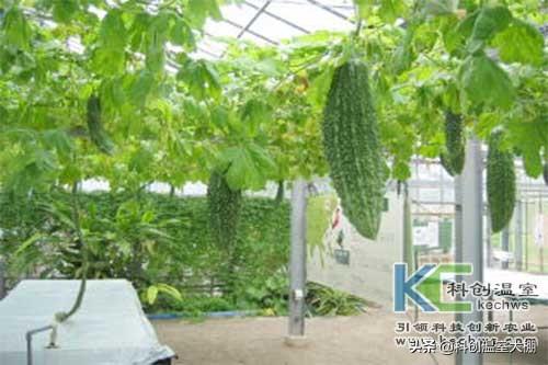 無土栽培，無土栽培技術(shù)，無土栽培設(shè)備