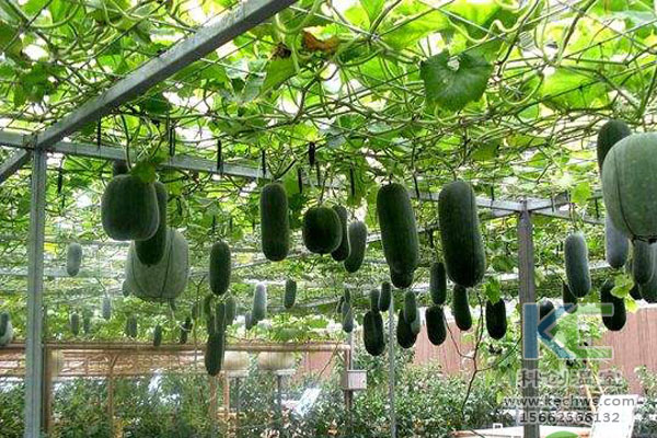 蔬菜大棚無土栽培，無土栽培技術(shù)，溫室大棚，大棚