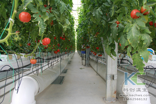 基質(zhì)栽培，無土栽培技術(shù)，無土栽培設(shè)備，溫室大棚