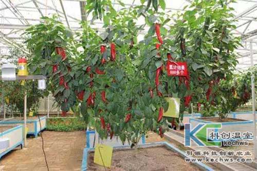 無(wú)土栽培,蔬菜,蔬菜樹(shù)