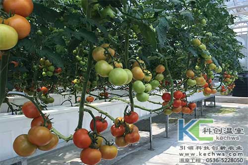 有機質無土栽培,無土栽培,無土栽培技術