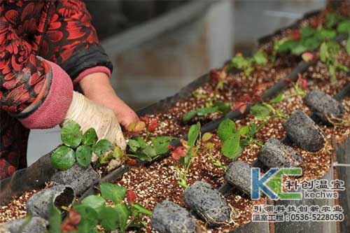 無土栽培，無土栽培技術(shù)，無土栽培設(shè)備