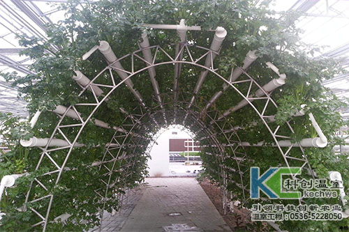 無土栽培，無土栽培技術(shù)，無土栽培設備