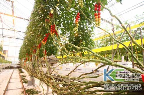 無土栽培，無土栽培技術(shù)，無土栽培設(shè)備