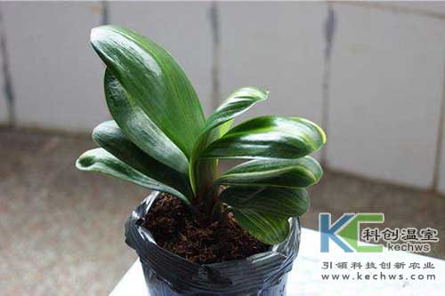 無土栽培，無土栽培技術，無土栽培設備