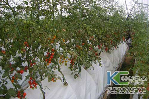 無土栽培，無土栽培技術(shù)，無土栽培設(shè)備