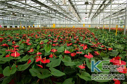 無土栽培，無土栽培技術，無土栽培設備