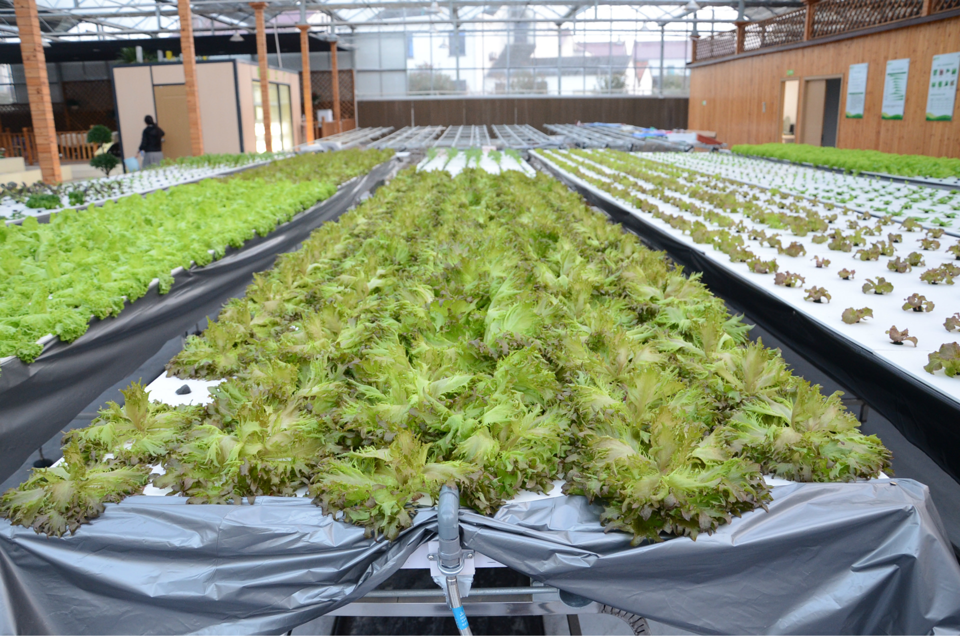 無土栽培，無土栽培技術，無土栽培設備