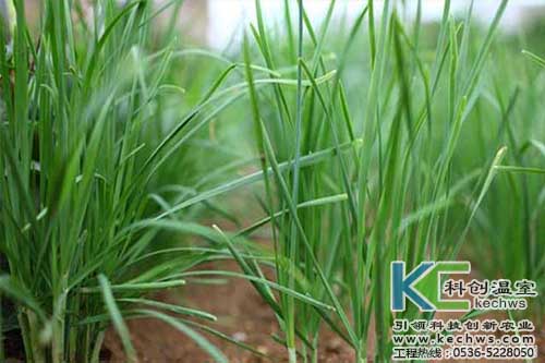 無土栽培，無土栽培技術，無土栽培設備