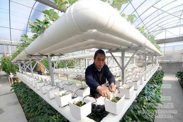 無土栽培，無土栽培技術