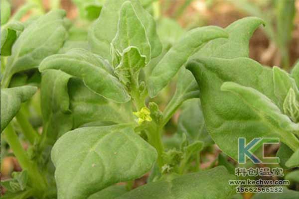 無土栽培，無土栽培技術