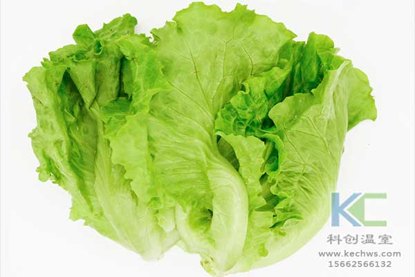 無土栽培，無土栽培技術(shù)