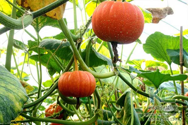 無土栽培，無土栽培技術(shù)，無土栽培設(shè)備