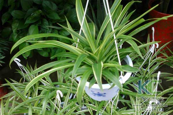 無土栽培，無土栽培技術，無土栽培設備