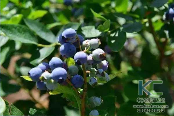 無土栽培，無土栽培技術，無土栽培設備